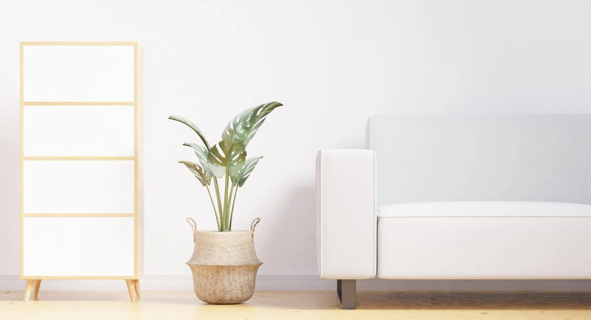 A cozy minimalist living room featuring a white sofa, indoor plant, and wooden furniture.